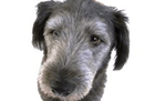 Hundehalterhaftpflicht