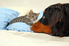 Krankenversicherung f�r Hund und Katze