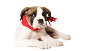 Hundehalterhaftpflicht vergleichen Hundehalterhaftpflicht vergleichen